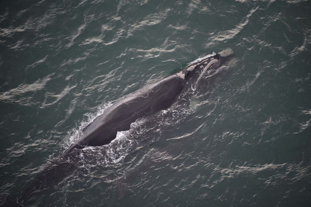 Foto: Mariana Favero Silvano/Acquaplan - 